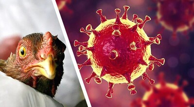 Рекомендации Россельхознадзора населению и фермам по недопущению заноса и распространения вируса высокопатогенного гриппа птиц в популяции домашних птиц